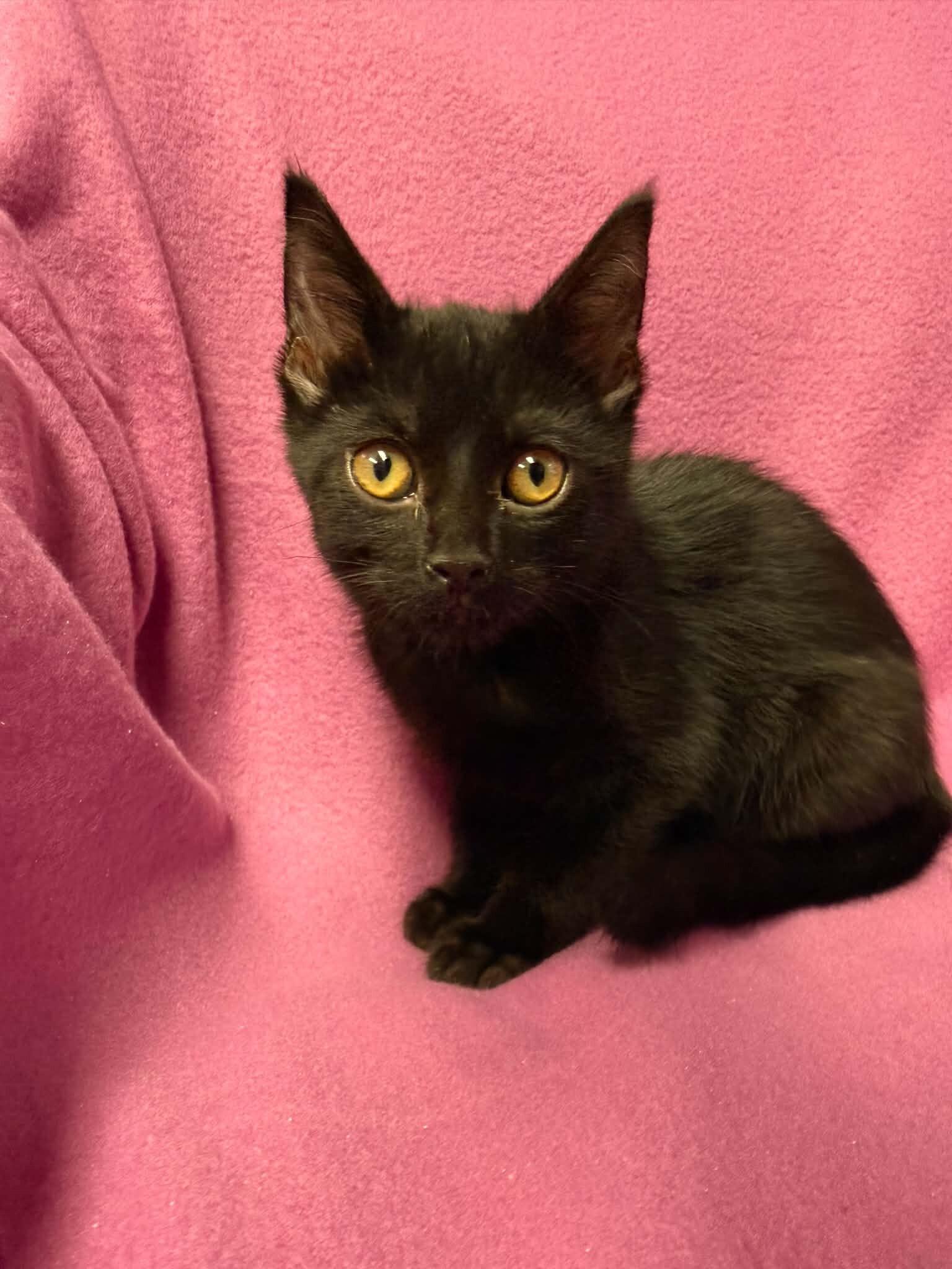 Pumpernickel, a Adoptable Domestic Short Hair in Belton, MO image 4/6