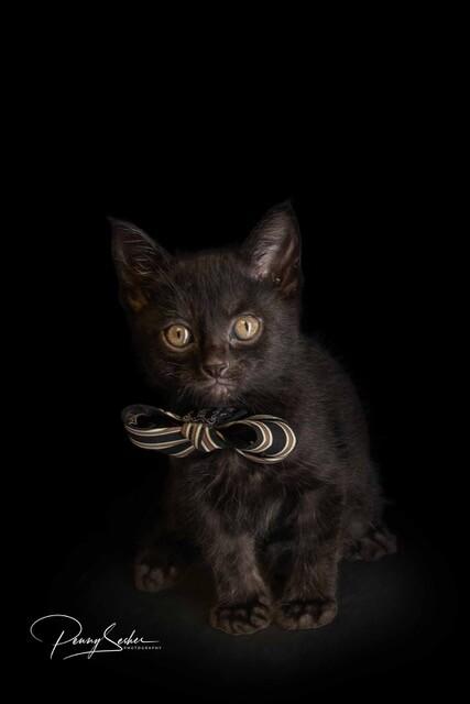 Pumpernickel, a Adoptable Domestic Short Hair in Belton, MO image 5/6