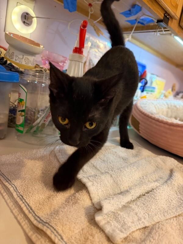 Pumpernickel, a Adoptable Domestic Short Hair in Belton, MO image 6/6