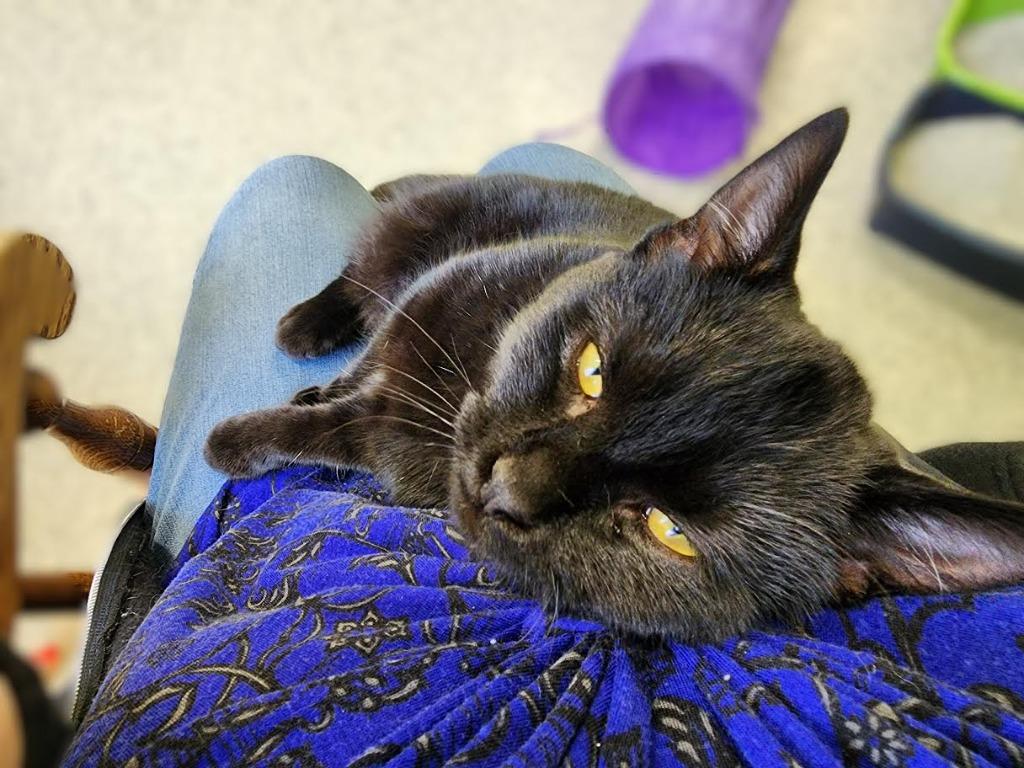 Enlarge Claudia Black, a Adoptable mixed breed in Auburn, IN image 1/5