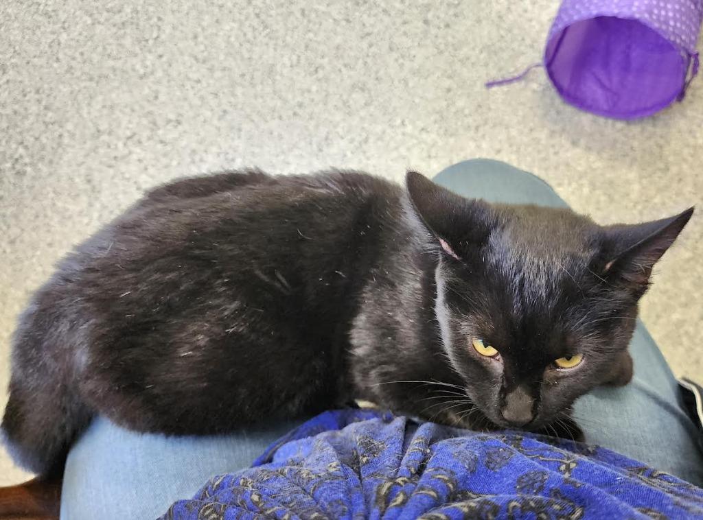 Enlarge Claudia Black, a Adoptable mixed breed in Auburn, IN image 2/5