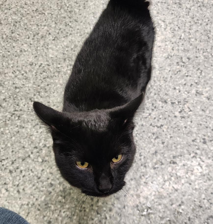 Enlarge Claudia Black, a Adoptable mixed breed in Auburn, IN image 3/5