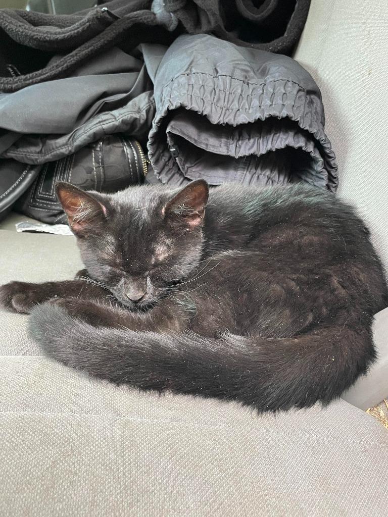 Enlarge Claudia Black, a Adoptable mixed breed in Auburn, IN image 4/5