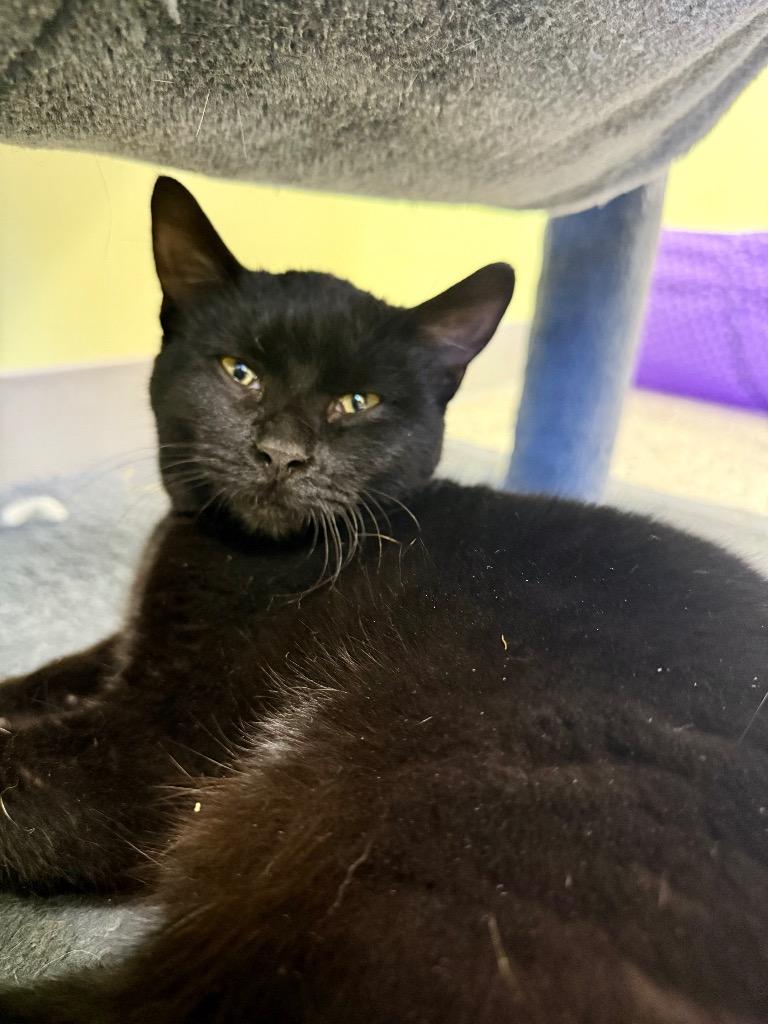 Enlarge Claudia Black, a Adoptable mixed breed in Auburn, IN image 5/5