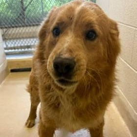 Jack, ADOPTABLE, Young Male Mixed Breed.