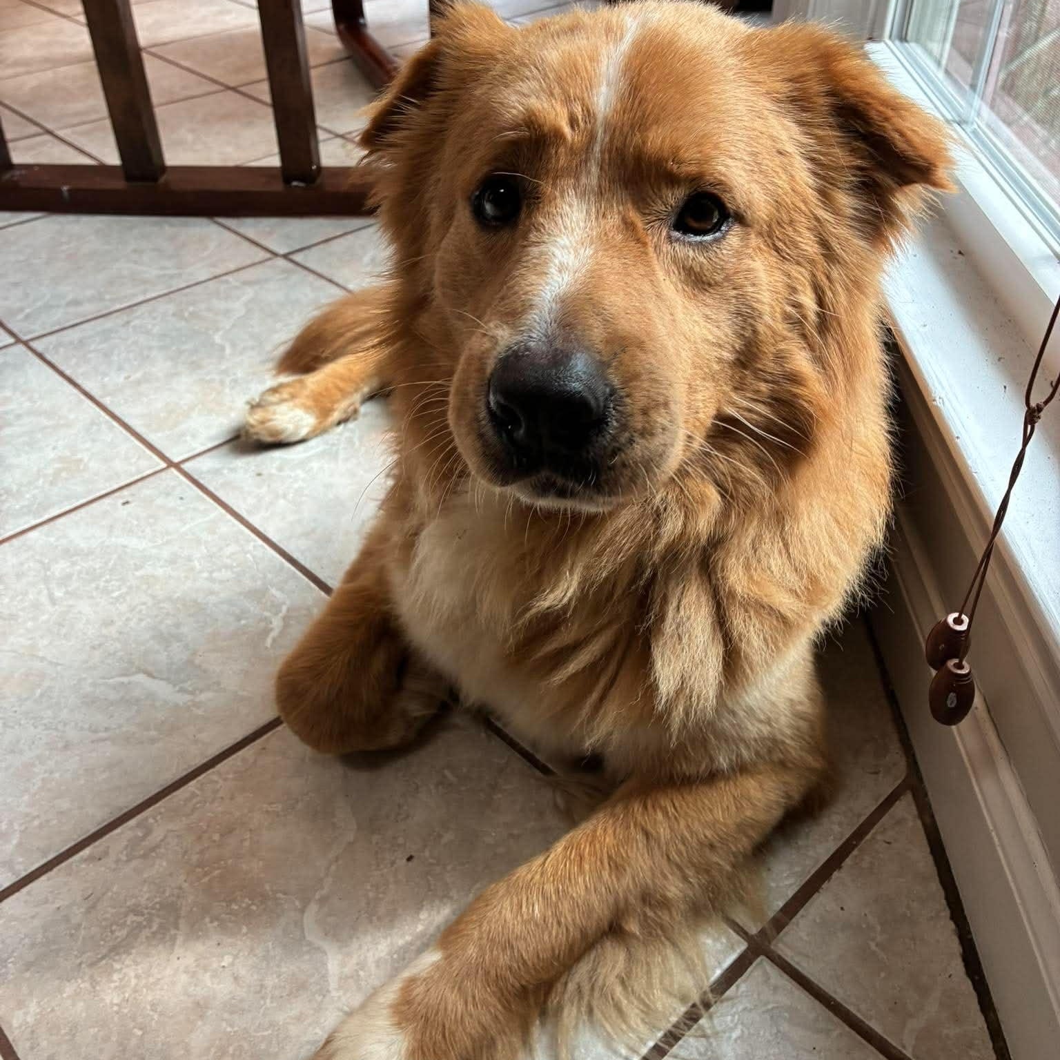 Jack, an adoption pending mixed breed in Wando, SC image 3/6