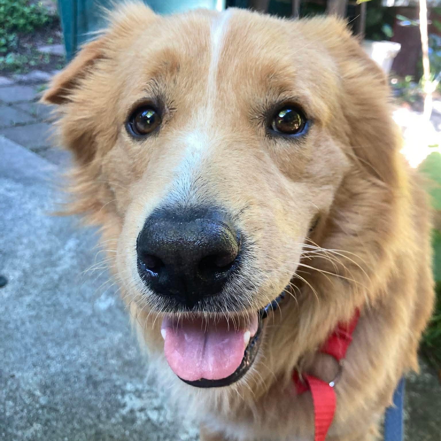 Jack, adoptable, Young Male Golden Retriever.