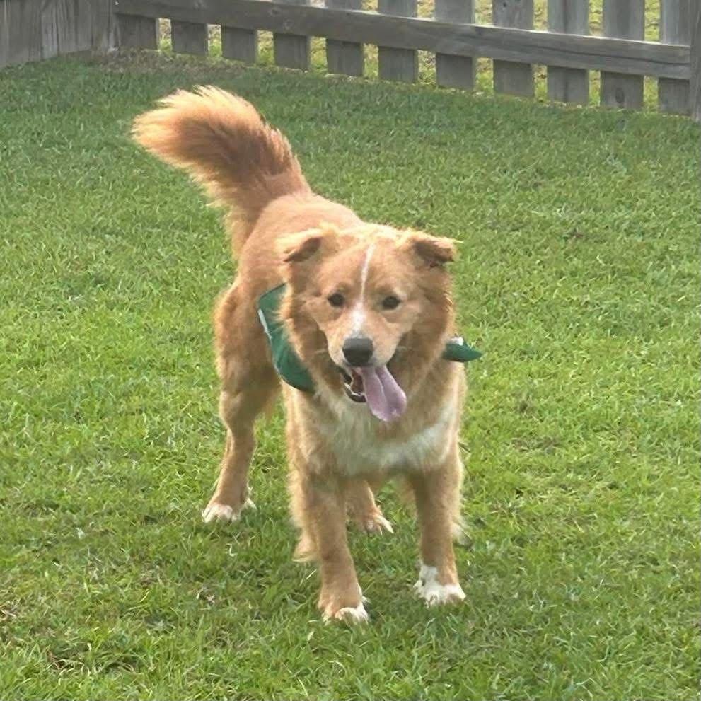 Jack, an adoption pending mixed breed in Wando, SC image 2/6