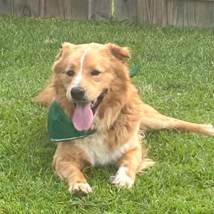Jack, an adoption pending mixed breed in Wando, SC image 4/6