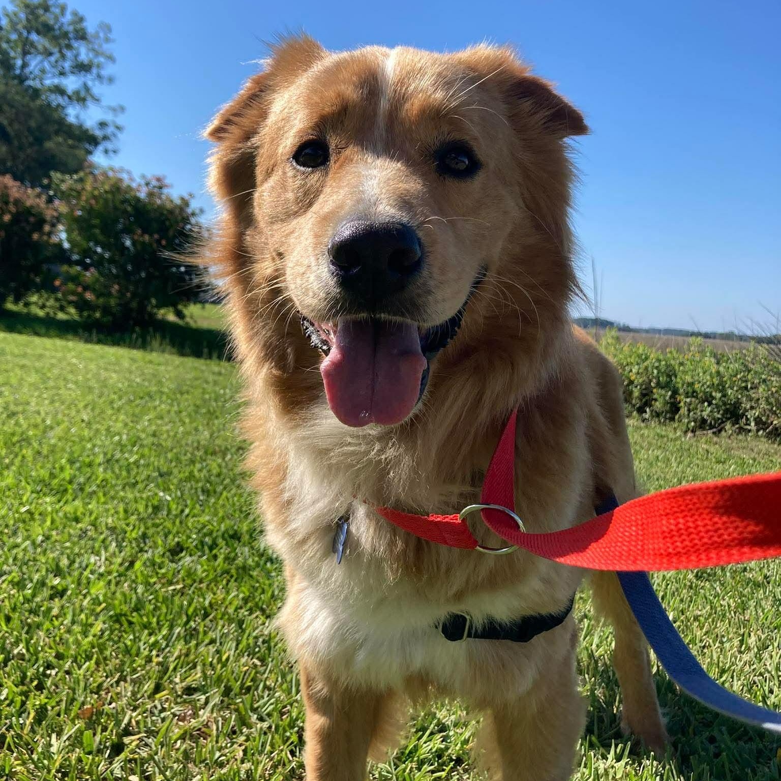 Jack, an adoption pending mixed breed in Wando, SC image 6/6