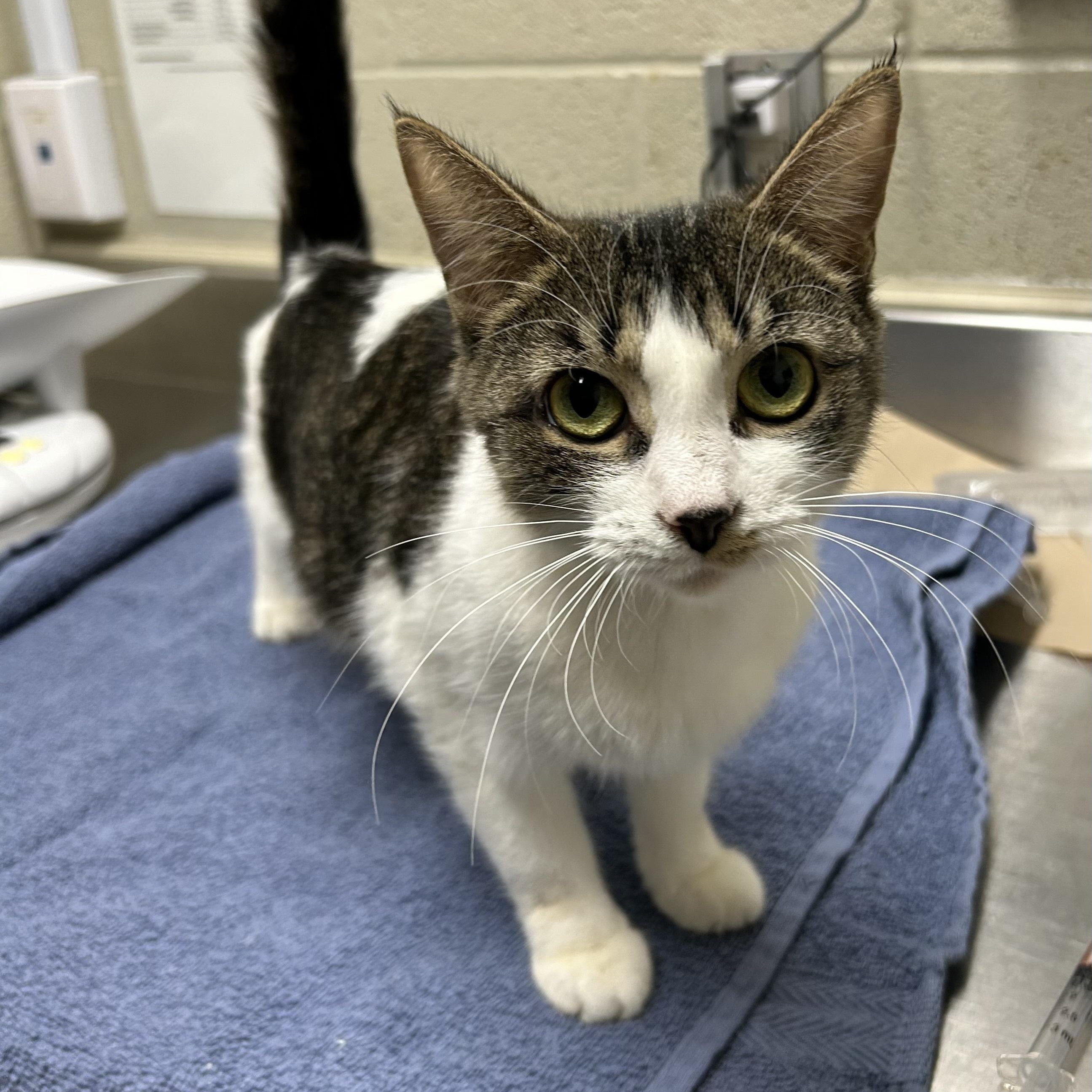 Dutchess, Adoptable, Adult Female Domestic Short Hair.