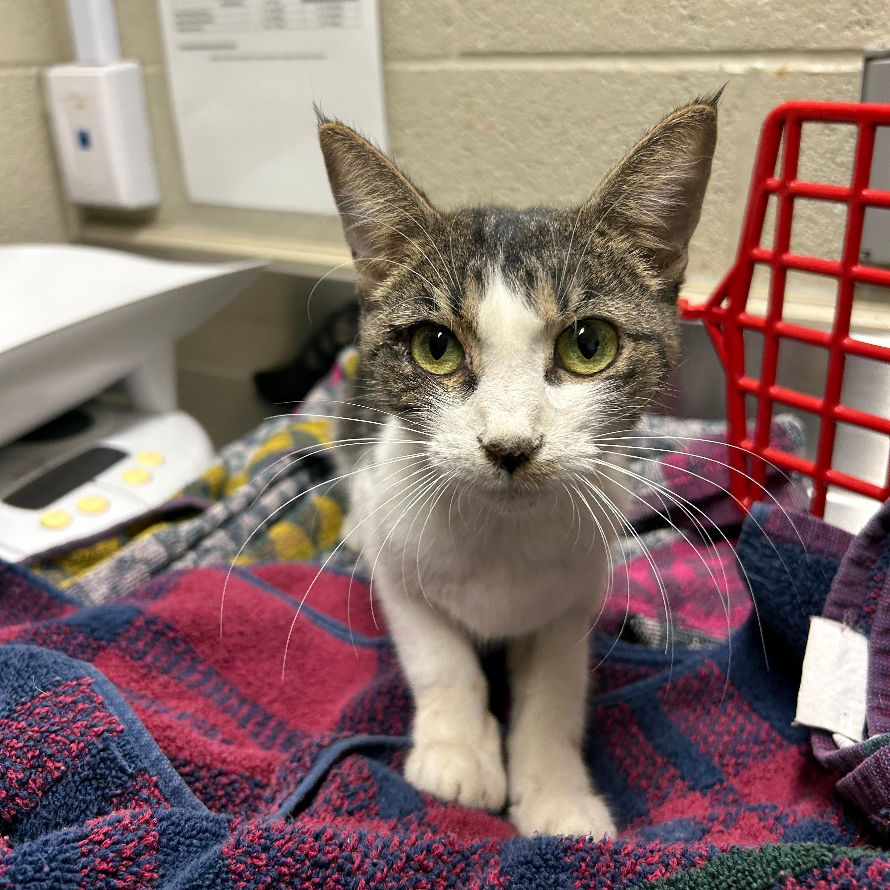 Dutchess, Adoptable, Adult Female Domestic Short Hair.