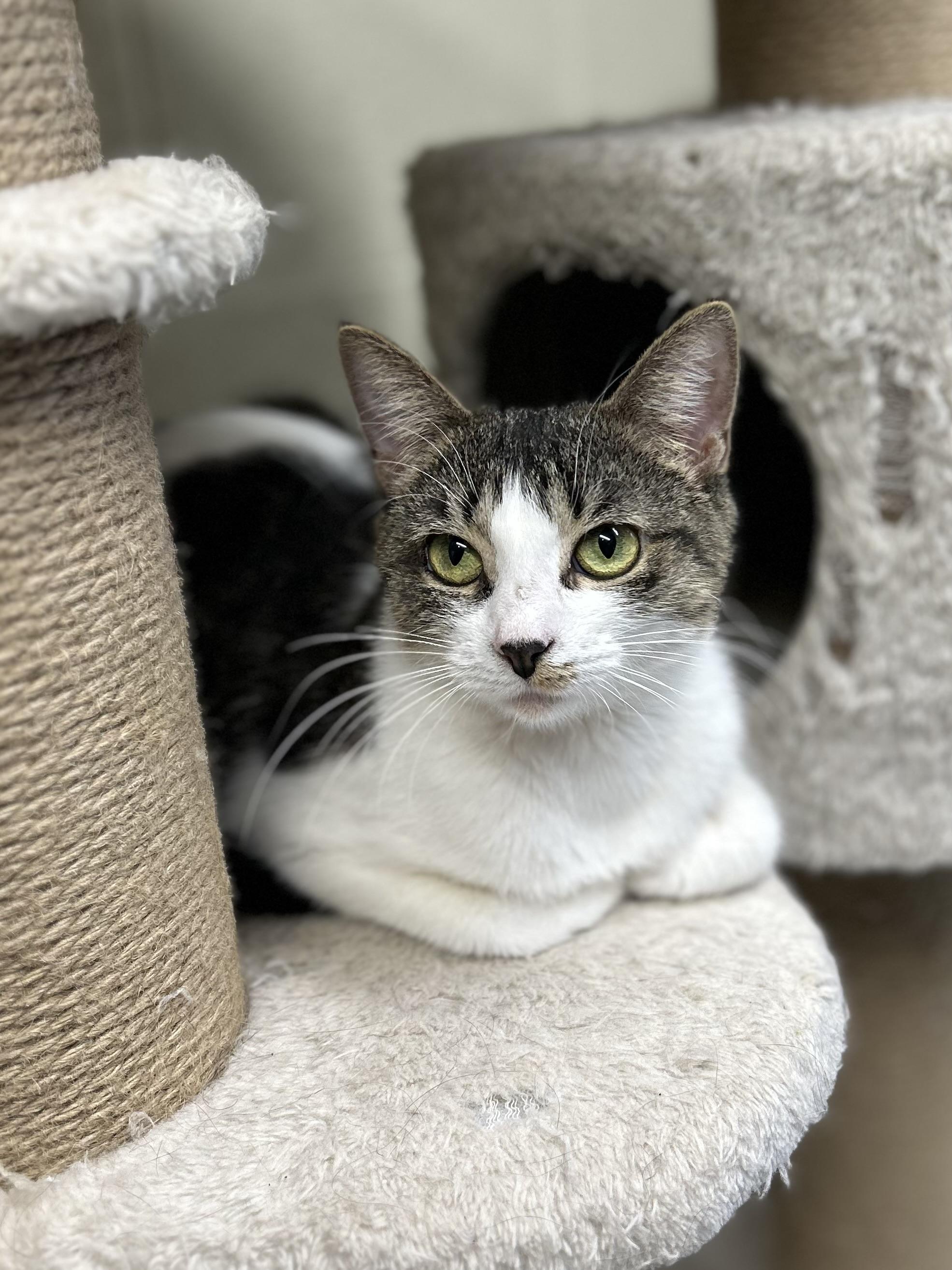 Enlarge Dutchess, a Adoptable Domestic Short Hair in Caledon, ON image 2/5