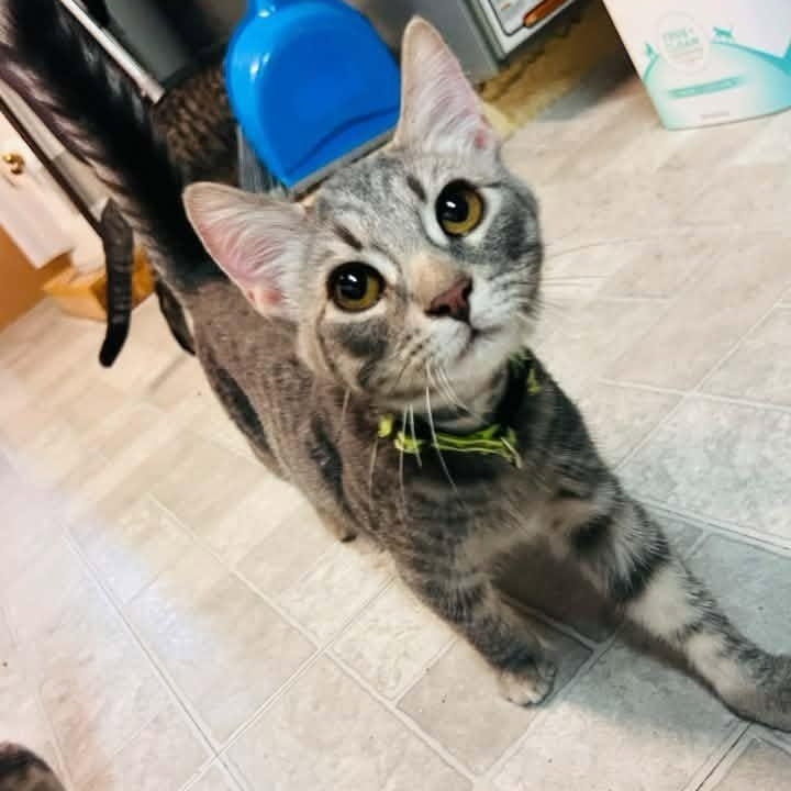 Spark, an adopted Domestic Short Hair in Cleveland, OH image 1/3