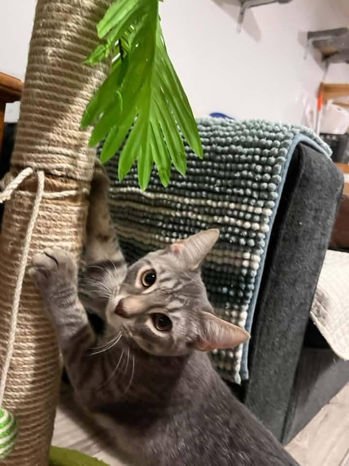 Spark, an adopted Domestic Short Hair in Cleveland, OH image 3/3