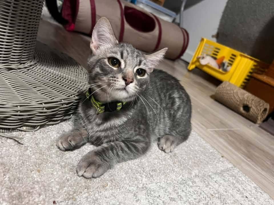Spark, an adopted Domestic Short Hair in Cleveland, OH image 2/3