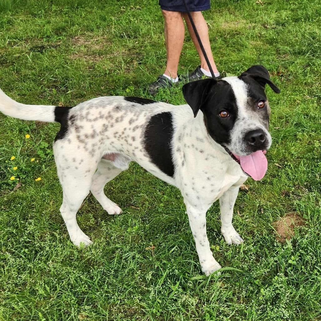 Samuel, Adoptable, Adult Male English Pointer.