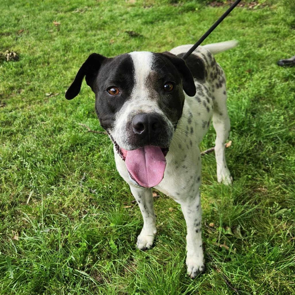 Enlarge Samuel, a Adoptable English Pointer in Metamora, MI image 2/6