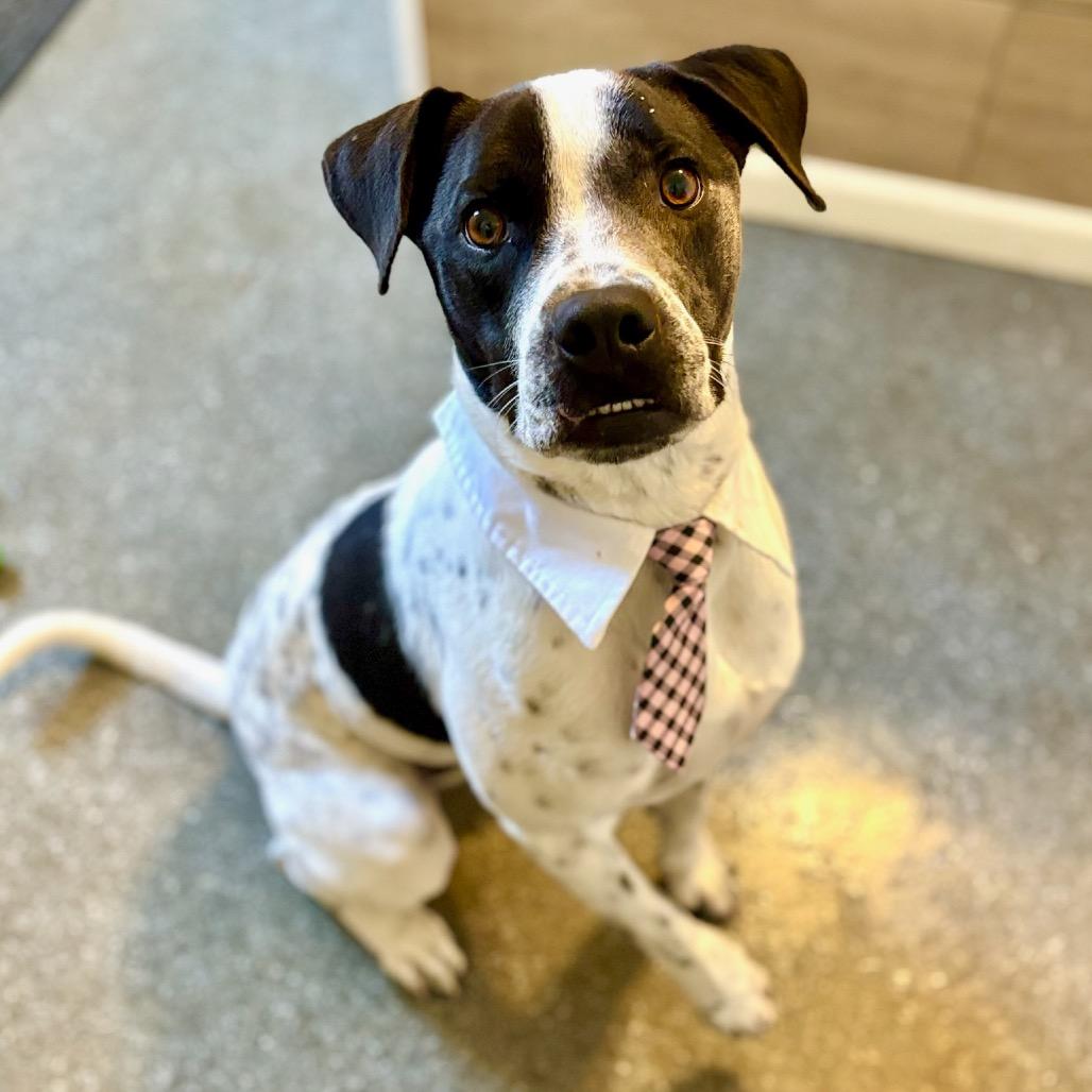 Enlarge Samuel, a Adoptable English Pointer in Metamora, MI image 6/6