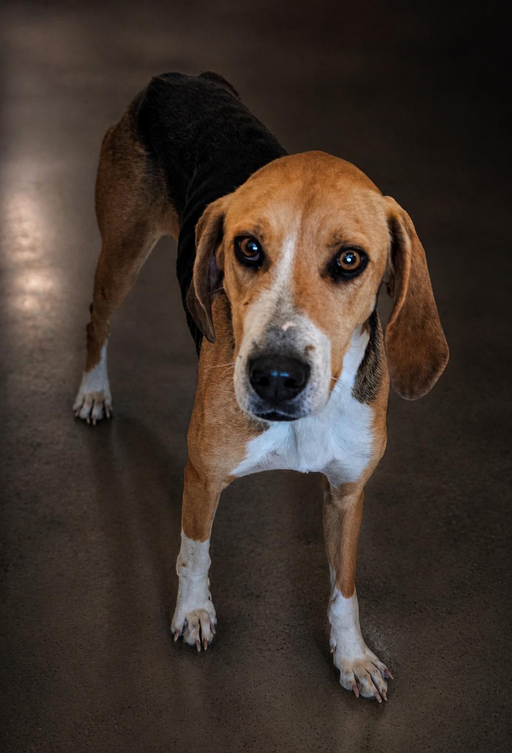 Peggy , adopted, Adult Female Beagle.