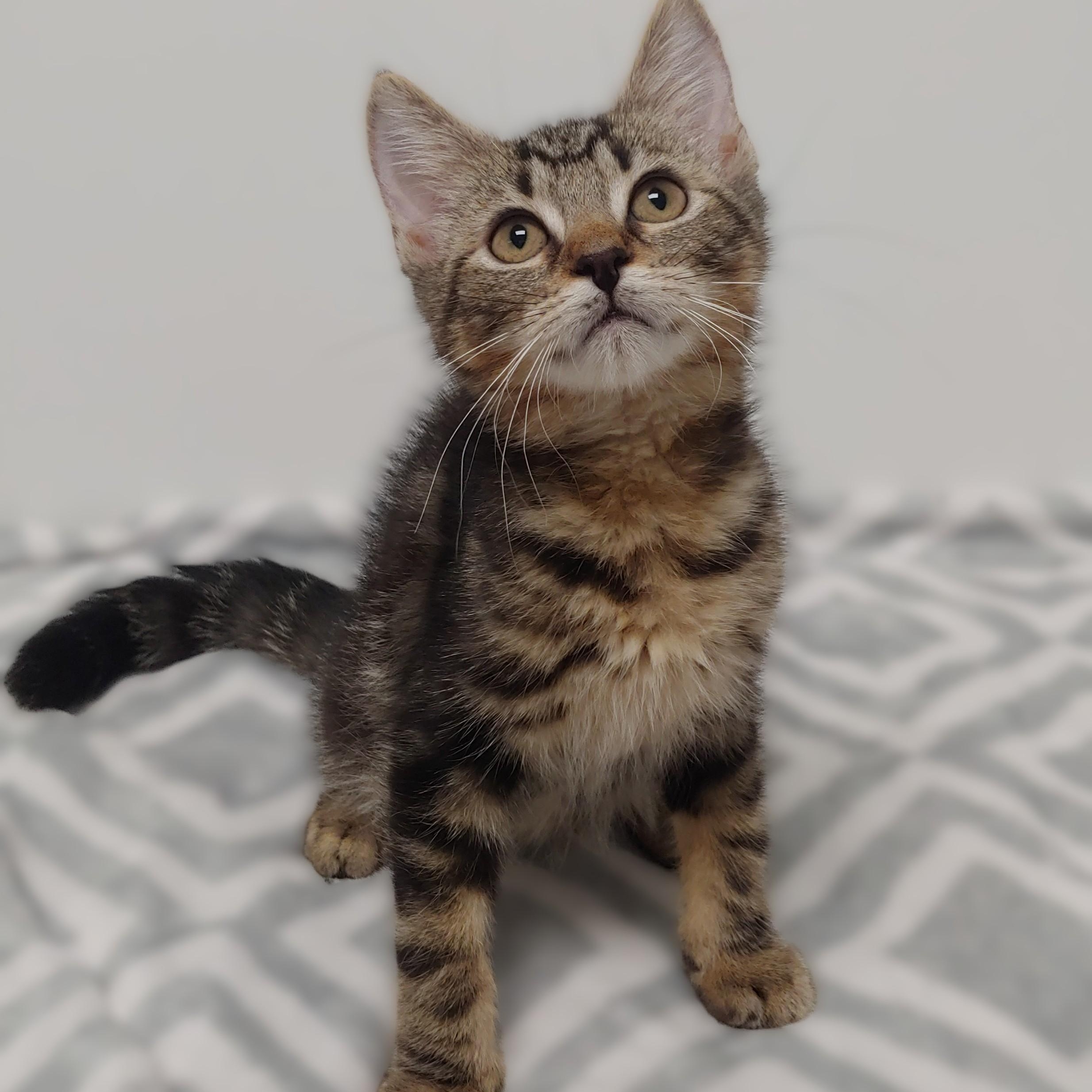 Nala