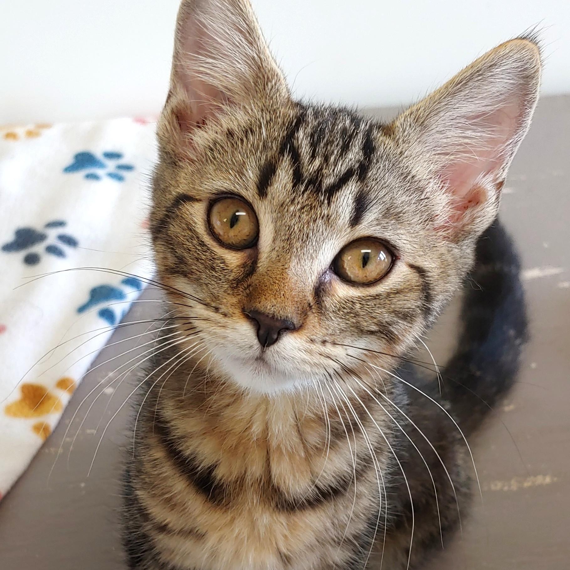 Nala