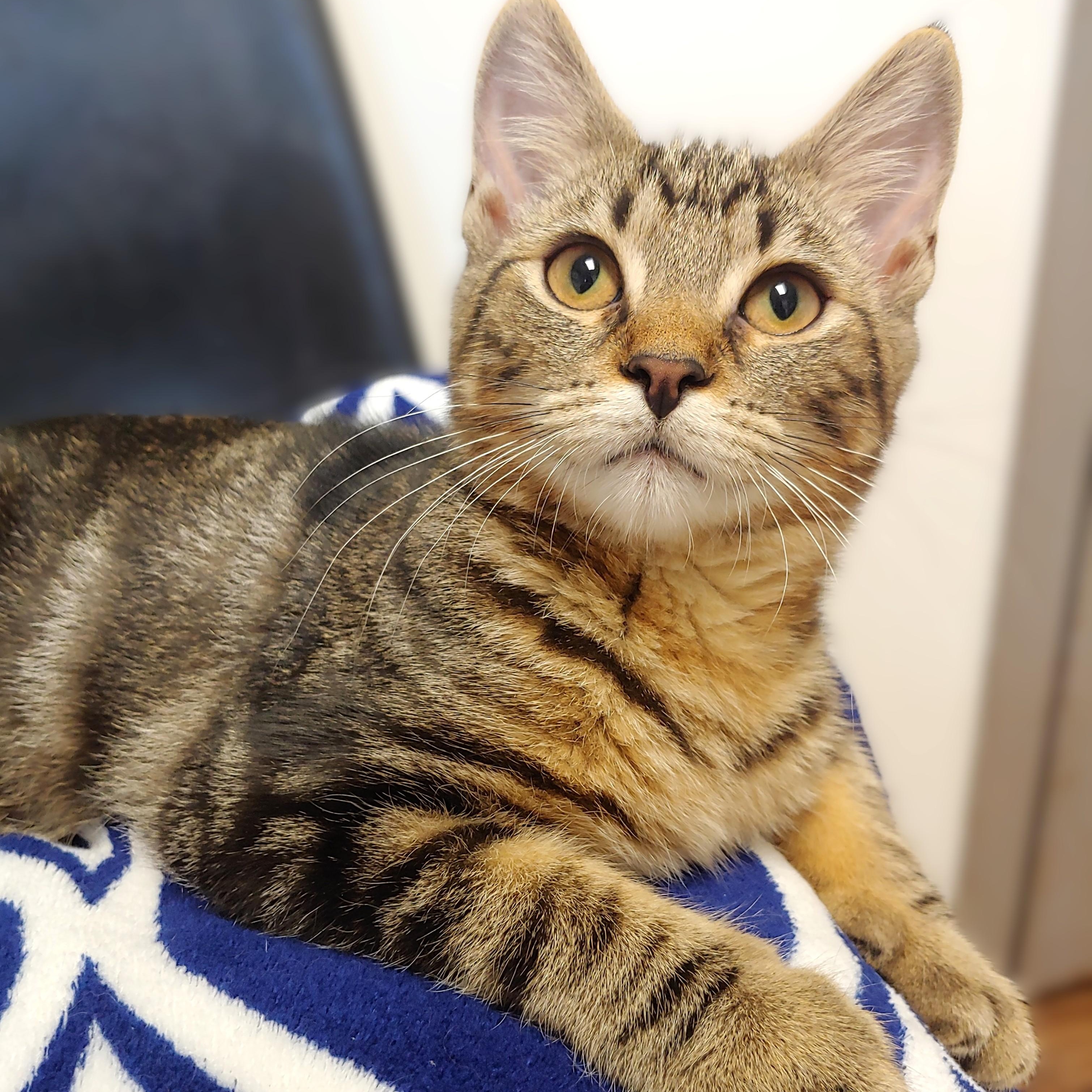 Nala