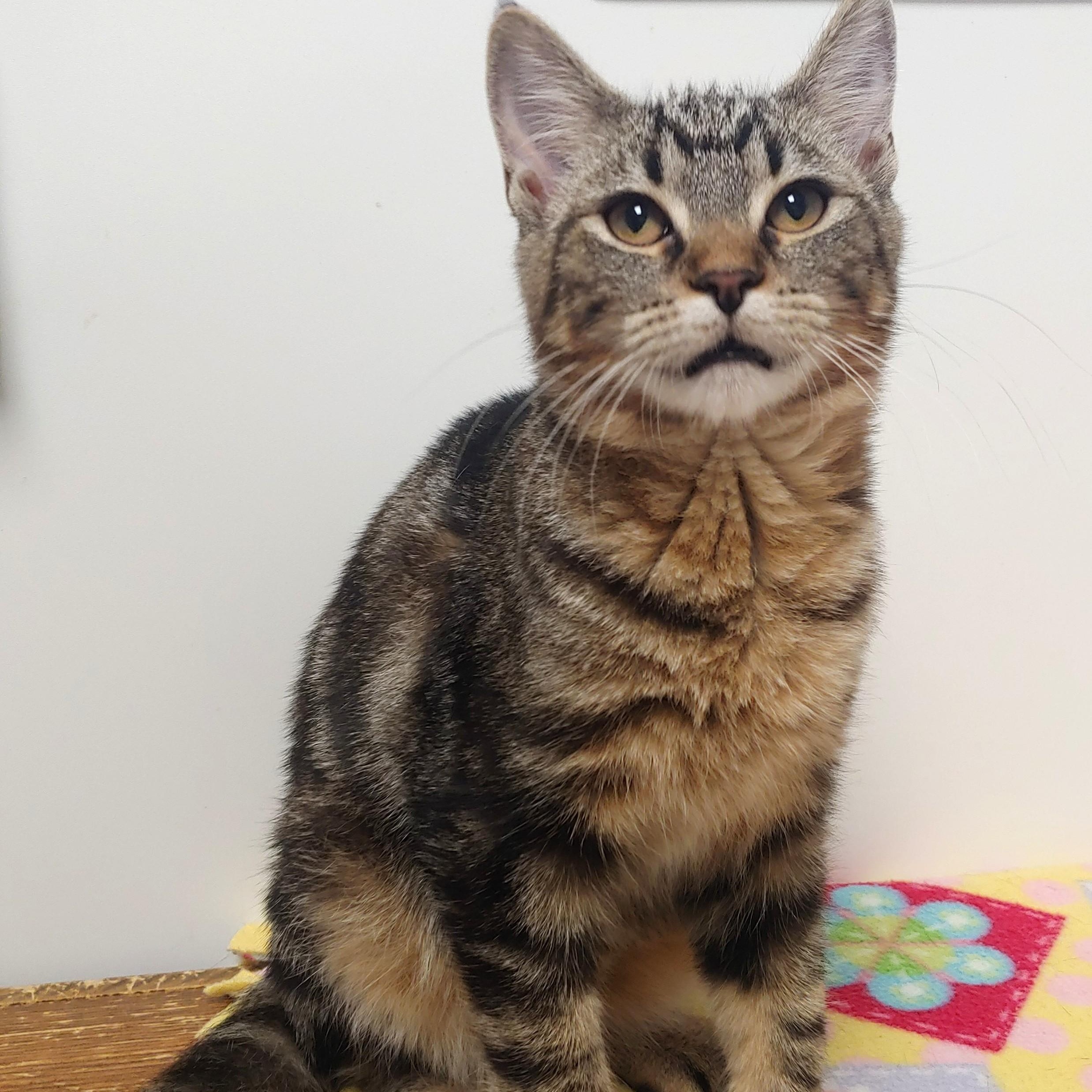 Nala
