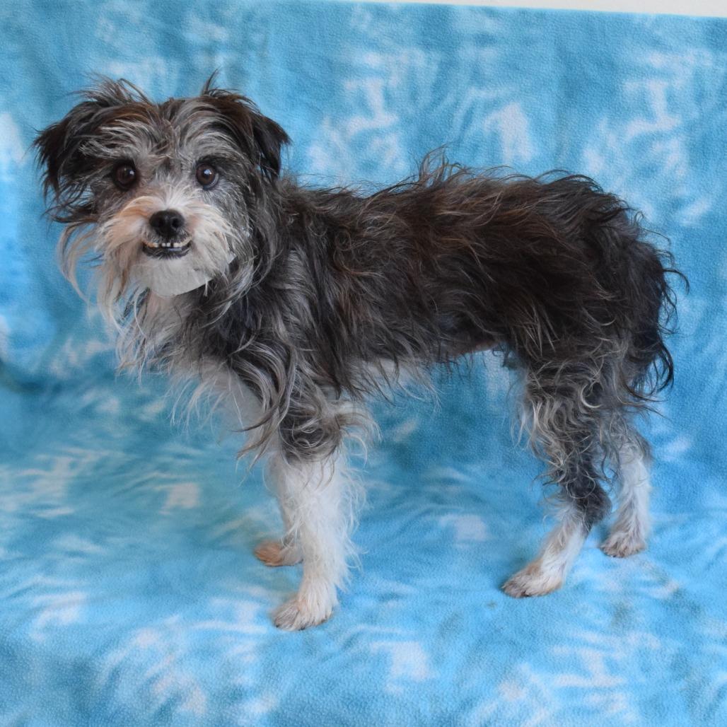 Negrita, a Adoptable Terrier in Eureka, CA image 1/3