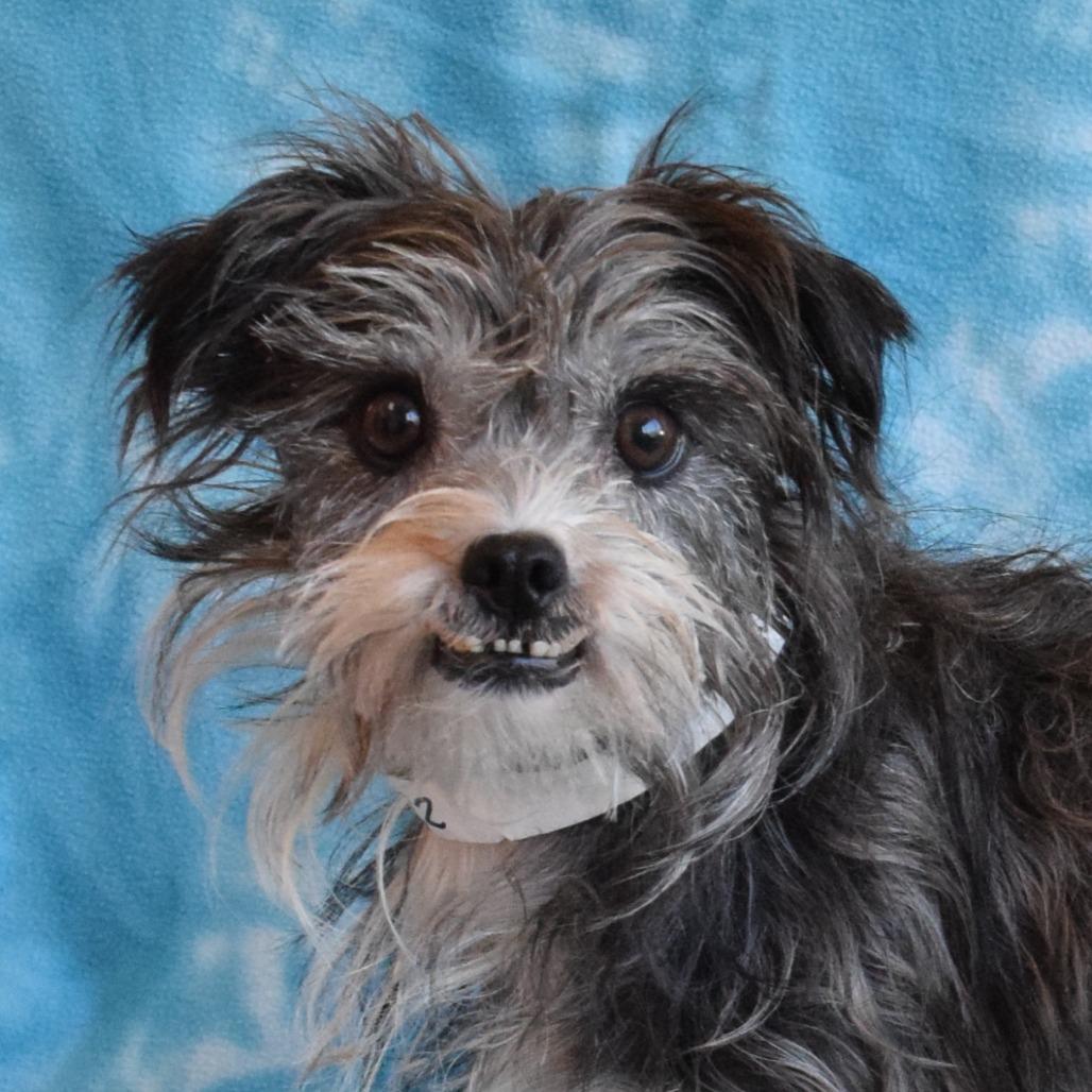 Negrita, a Adoptable Terrier in Eureka, CA image 2/3
