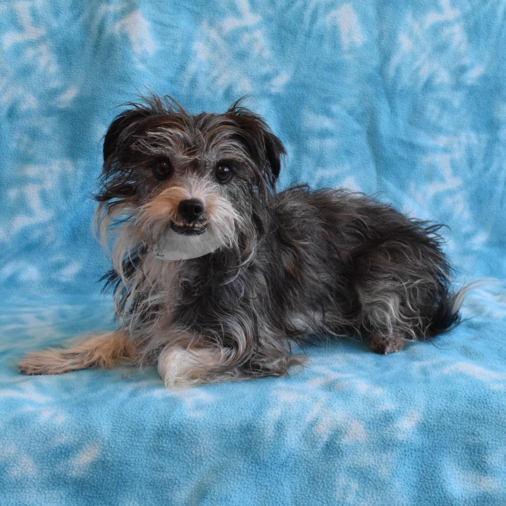 Negrita, a Adoptable Terrier in Eureka, CA image 3/3