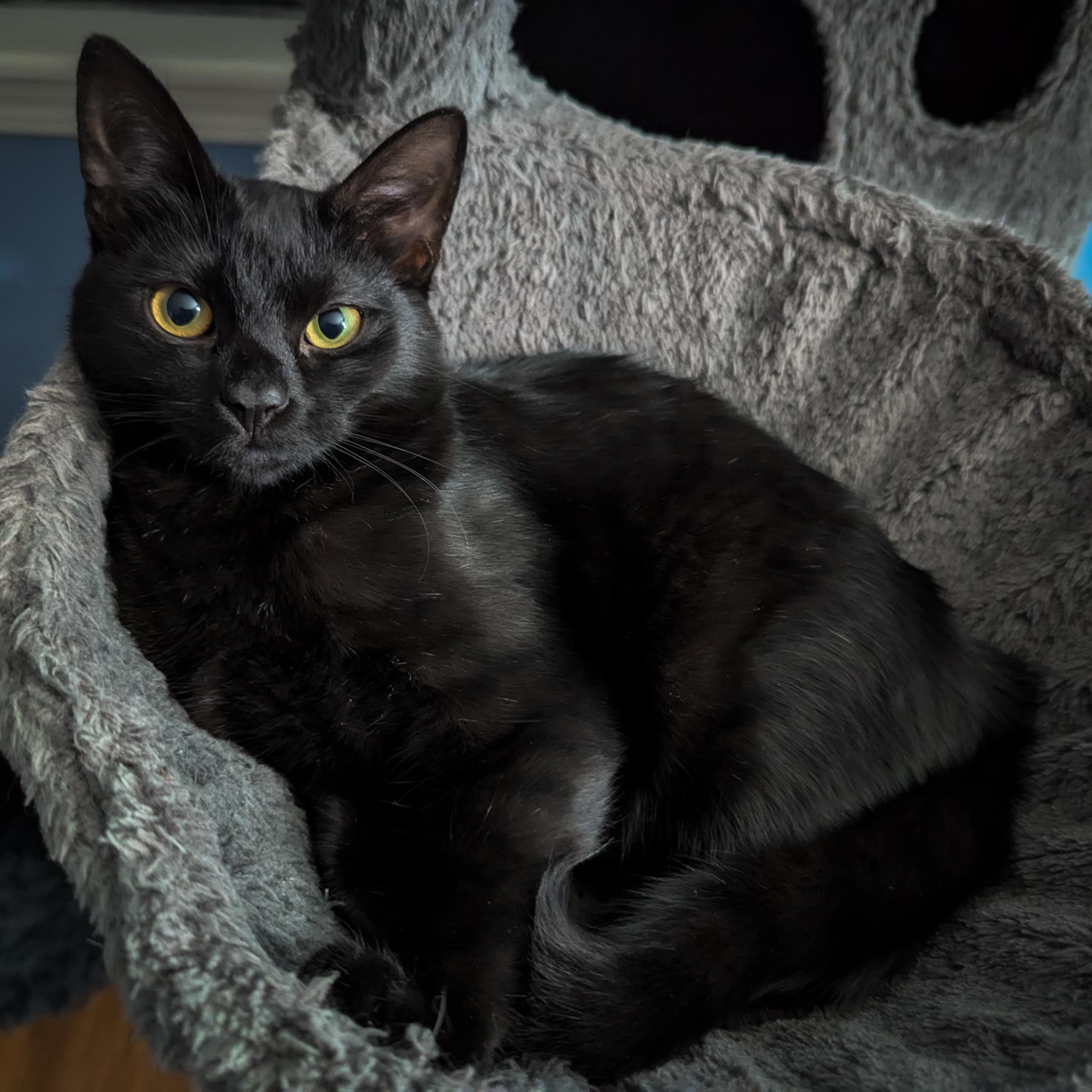 Enlarge Pasilla, a Adoptable Domestic Short Hair in Albuquerque, NM image 1/1