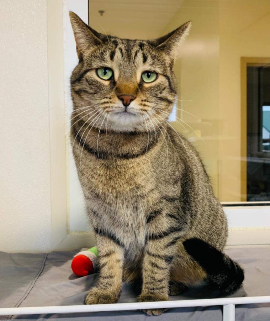 Xian, Adoptable, Adult Female Domestic Short Hair.