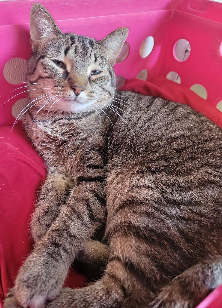 Xian, Adoptable, Adult Female Domestic Short Hair.