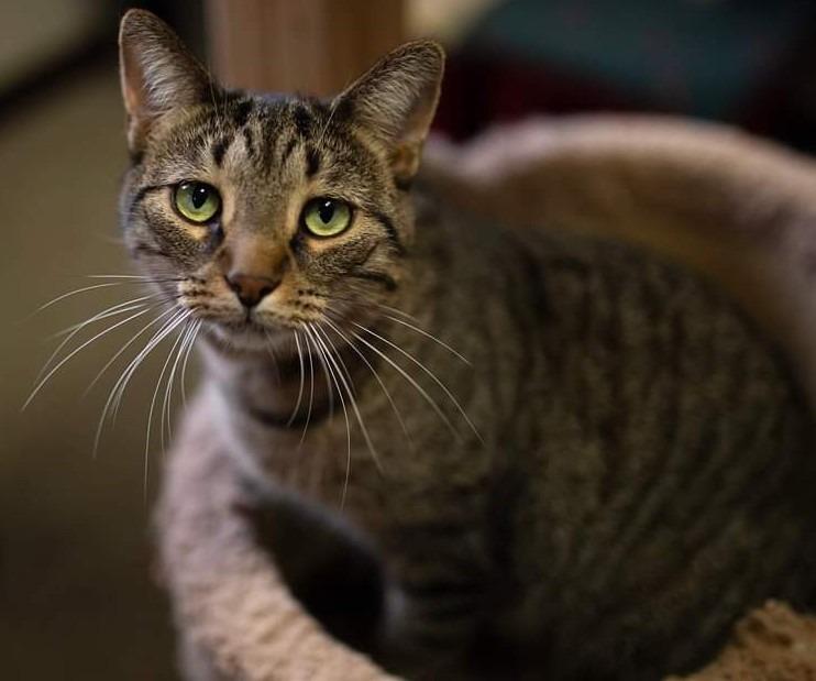 Xian, a Adoptable mixed breed in Fremont, OH image 2/6