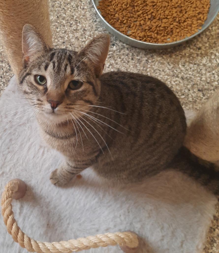 Xian, a Adoptable mixed breed in Fremont, OH image 4/6