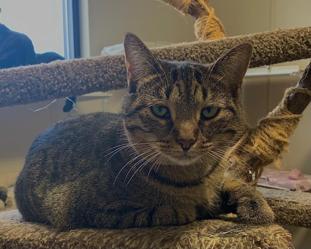 Xian, a Adoptable mixed breed in Fremont, OH image 5/6