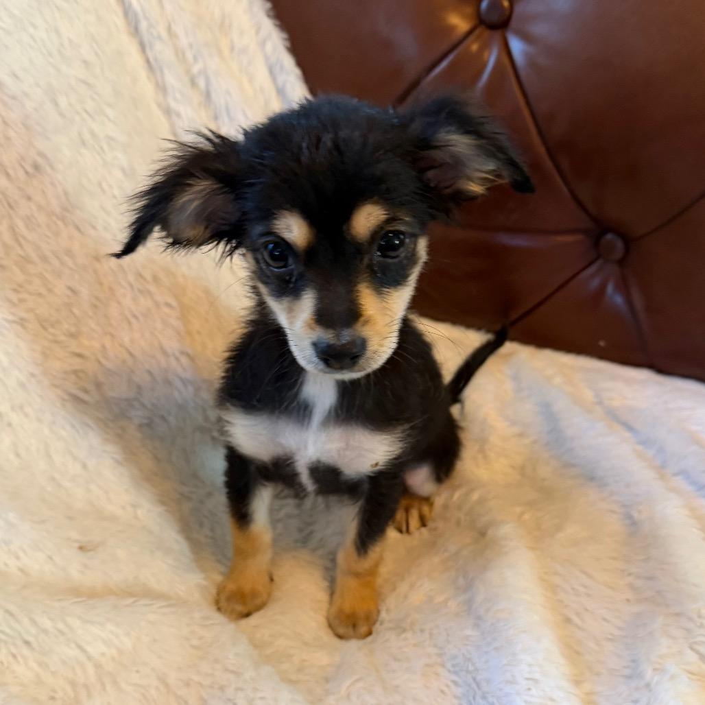 Holly, Adoptable, Puppy Female Chihuahua & Mixed Breed.