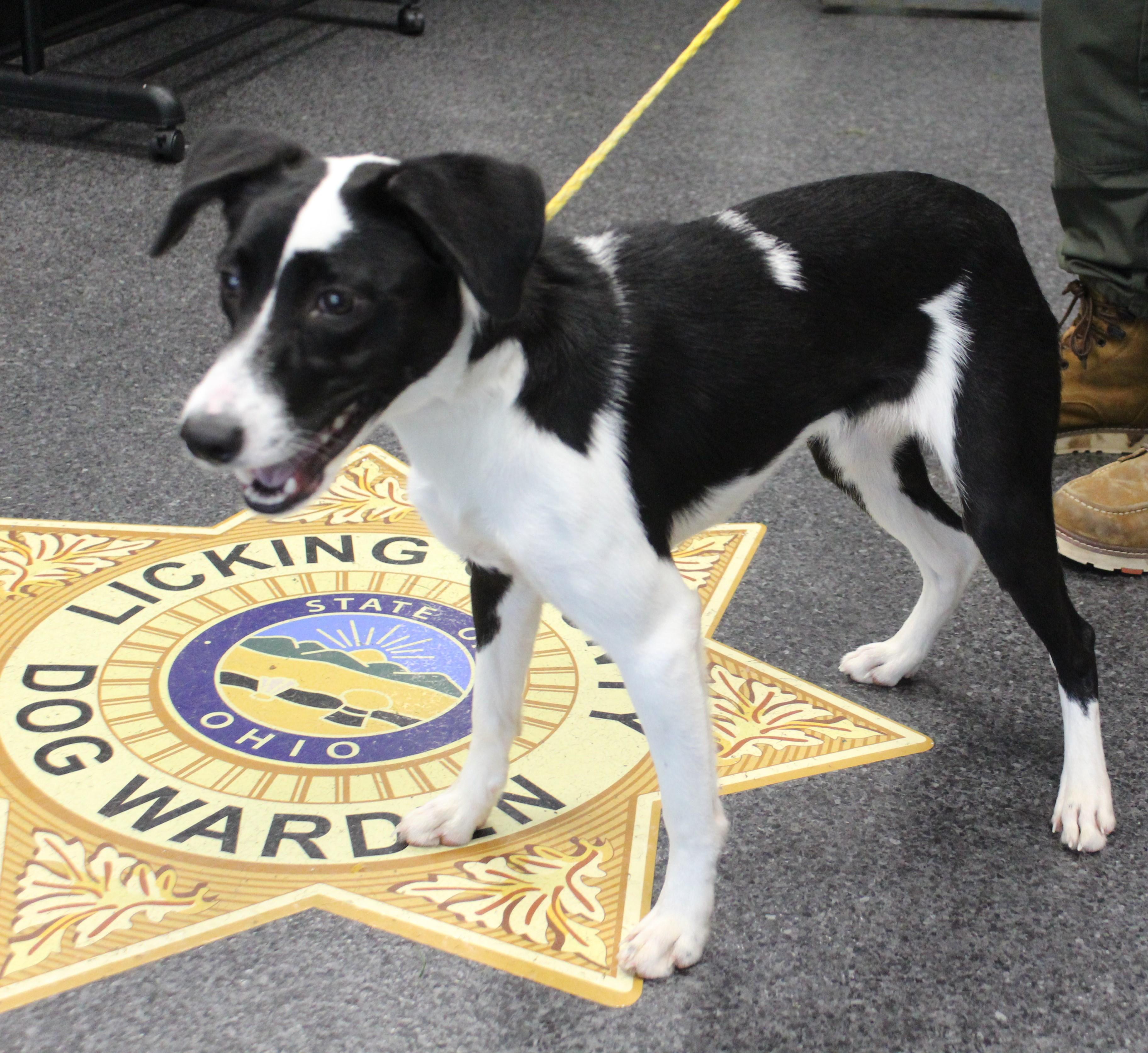 Danica (12375), Adoptable, Adult Female Whippet.
