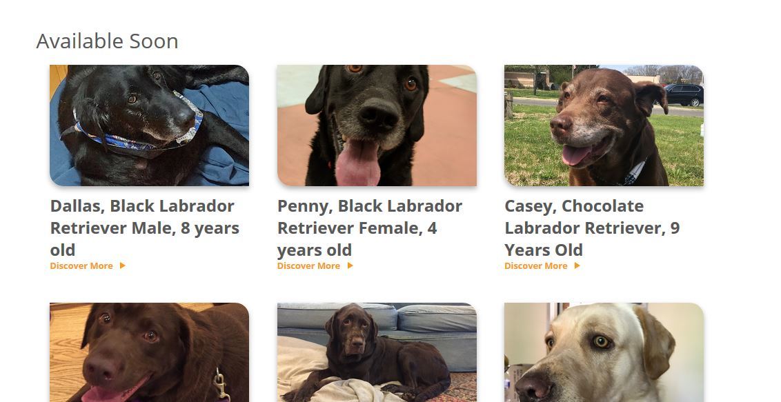 Foster Dog Blog photo 5