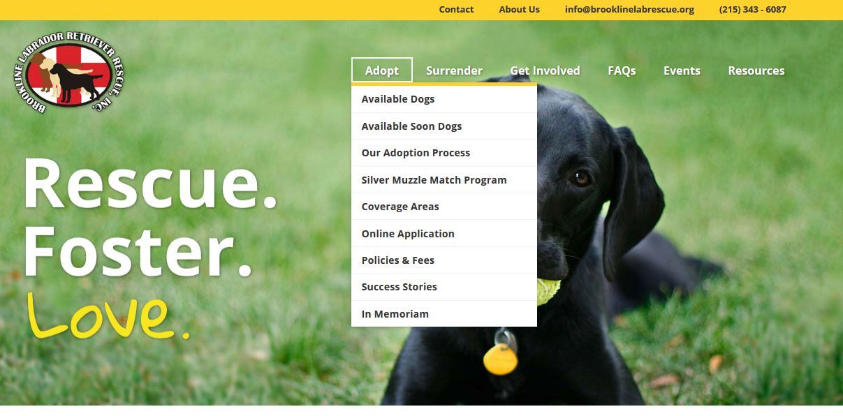 Enlarge Foster Dog Blog, a Adoptable Labrador Retriever in Warrington, PA image 2/10