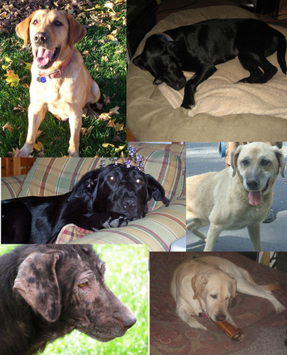 Foster Dog Blog