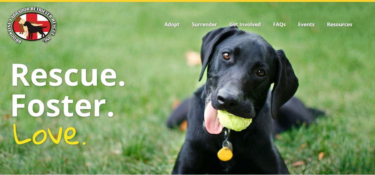 Foster Dog Blog photo 2
