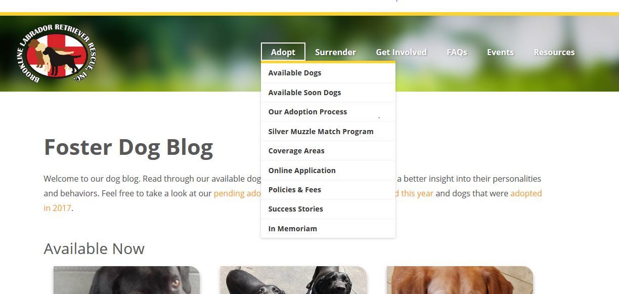 Enlarge Foster Dog Blog, a Adoptable Labrador Retriever in Warrington, PA image 5/10