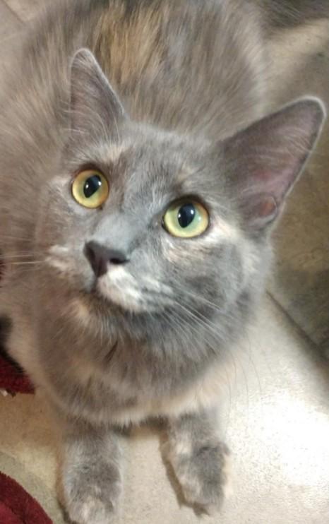 Millie, ADOPTABLE, Young Female Domestic Short Hair.
