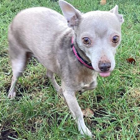 Enlarge Sterling, a Adoptable mixed breed in Springfield, IL image 2/3