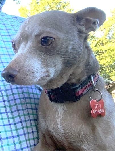 Enlarge Sterling, a Adoptable mixed breed in Springfield, IL image 3/3