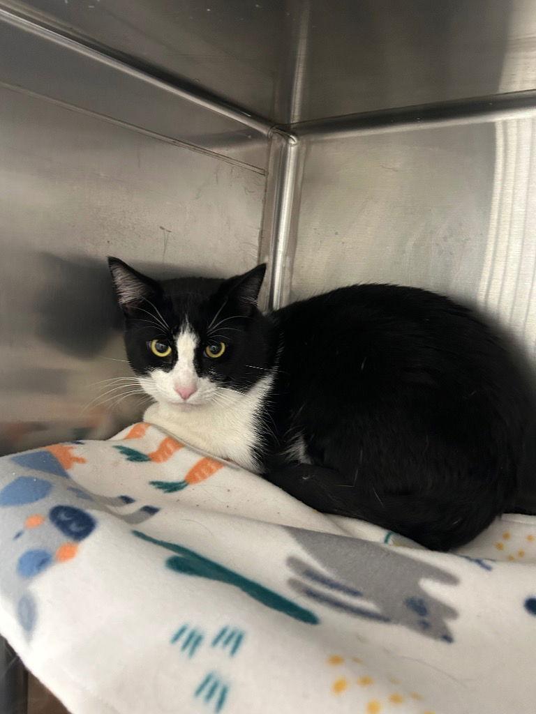 Oreo, Adoptable, Adult Male Domestic Short Hair.