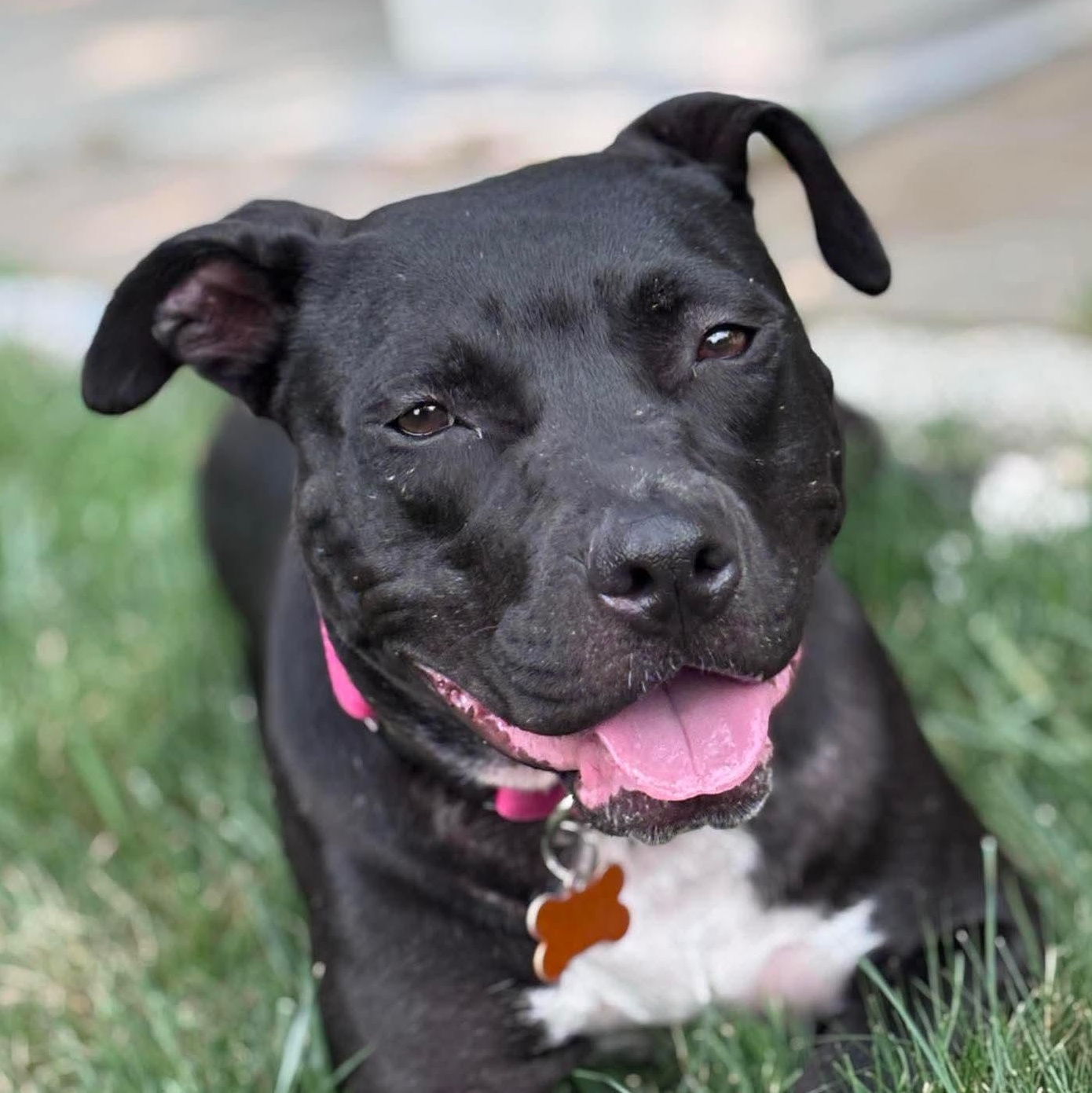 Tina Turner (pending), Adoptable, Adult Female Pit Bull Terrier.