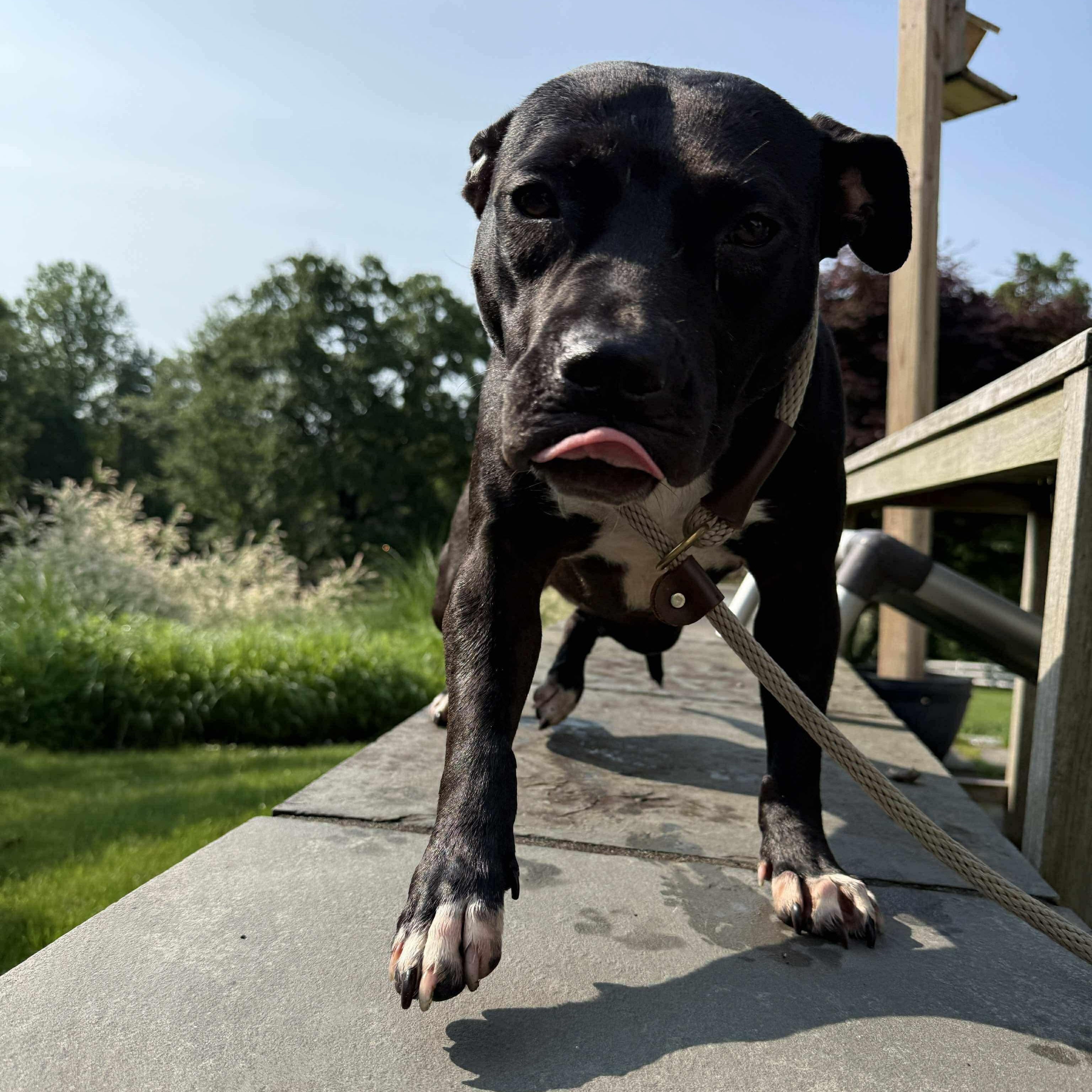 Enlarge Tina Turner (pending), a Adoptable Pit Bull Terrier in Cranston, RI image 4/6